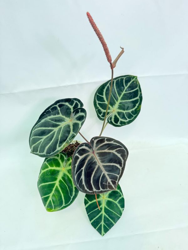 Anthurium Red Crystallinum