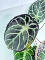 Anthurium Red Crystallinum x Silver Blush - Image 3