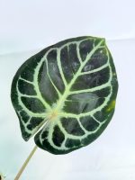 Anthurium Red Crystallinum x Silver Blush - Image 4