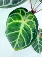 Anthurium Red Crystallinum x Silver Blush - Image 5