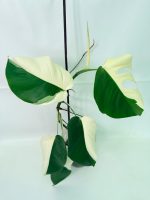 Monstera Albo Variegata Half Moon - Image 3