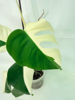 Monstera Albo Variegata Half Moon - Image 4