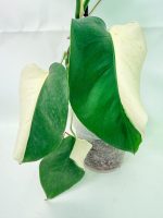 Monstera Albo Variegata Half Moon - Image 7