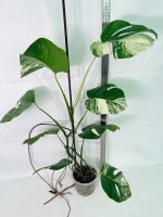 Monstera Albo Variegata XL - Image 3