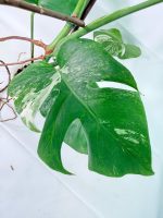 Monstera Albo Variegata XL - Image 7