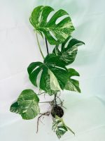 Monstera Albo Variegata XXL — Specimen A