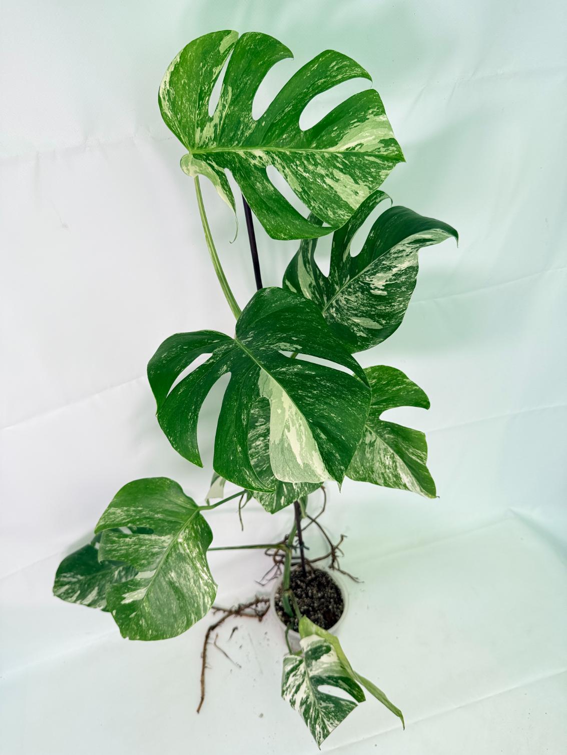 Monstera_Albo_Variegata_XXL_26.06.18.10_4.jpg Monstera Albo Variegata XXL — Specimen A - Image 1