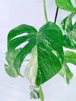 Monstera Albo Variegata XXL — Specimen A - Image 2