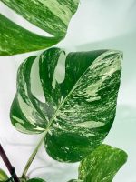 Monstera Albo Variegata XXL — Specimen A - Image 6
