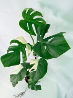 Monstera Albo Variegata XXL — Specimen B - Image 8
