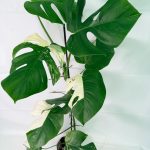 Monstera Albo Variegata XXL — Specimen B