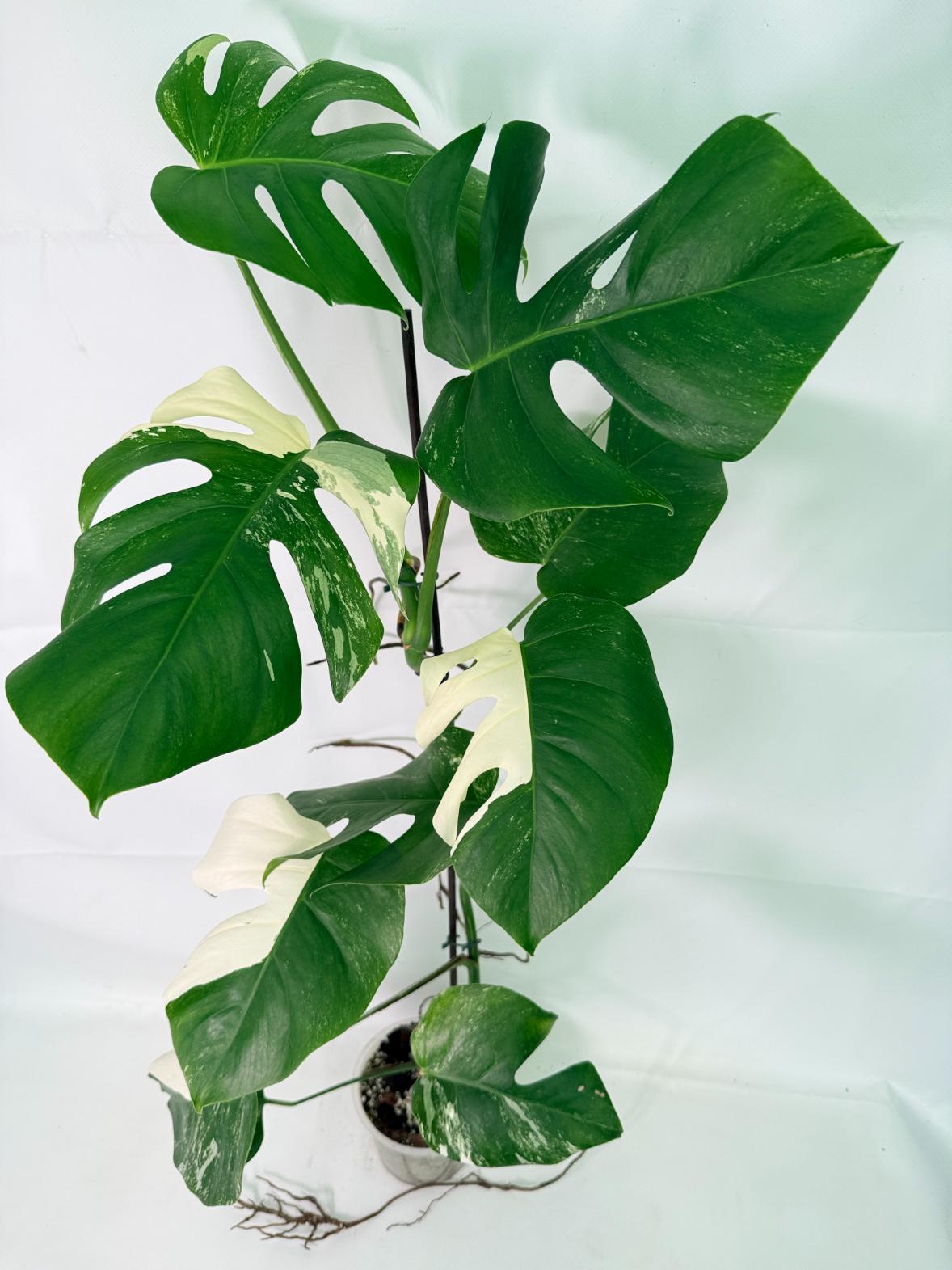 Monstera_Albo_Variegata_XXL_26.06.18.11_4.jpg Monstera Albo Variegata XXL — Specimen B - Image 1