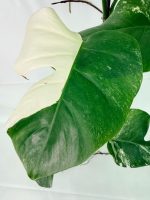 Monstera Albo Variegata XXL — Specimen B - Image 5