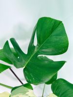 Monstera Albo Variegata XXL — Specimen B - Image 6