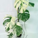 Monstera Albo Variegata XXL — Specimen C