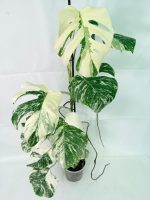 Monstera Albo Variegata XXL — Specimen C