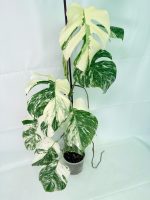 Monstera Albo Variegata XXL — Specimen C - Image 9