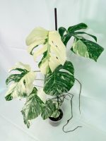 Monstera Albo Variegata XXL — Specimen C - Image 3
