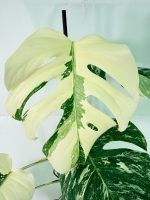 Monstera Albo Variegata XXL — Specimen C - Image 4