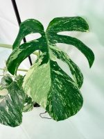 Monstera Albo Variegata XXL — Specimen C - Image 7