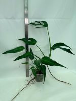 Monstera Burle Marx Flame XL - Image 8