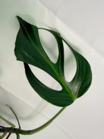 Monstera Burle Marx Flame XL - Image 2