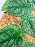 Monstera Dubia - Image 7