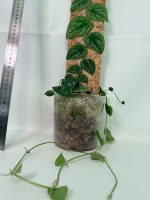 Monstera Dubia - Image 13