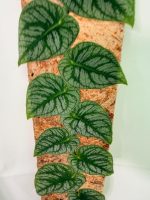 Monstera Dubia - Image 11
