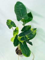 Philodendron Burle Marx Variegata — Specimen A - Image 7