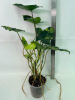 Philodendron Burle Marx Variegata — Specimen A - Image 2