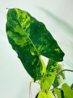 Philodendron Burle Marx Variegata — Specimen A - Image 3