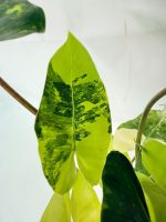 Philodendron Burle Marx Variegata — Specimen A - Image 4