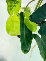 Philodendron Burle Marx Variegata — Specimen A - Image 6