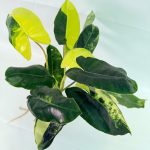 Philodendron Burle Marx Variegata — Specimen B