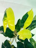 Philodendron Burle Marx Variegata — Specimen B - Image 5