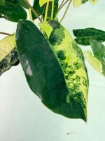 Philodendron Burle Marx Variegata — Specimen B - Image 8
