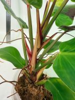 Philodendron Yellow Flame Variegata — Specimen A - Image 10