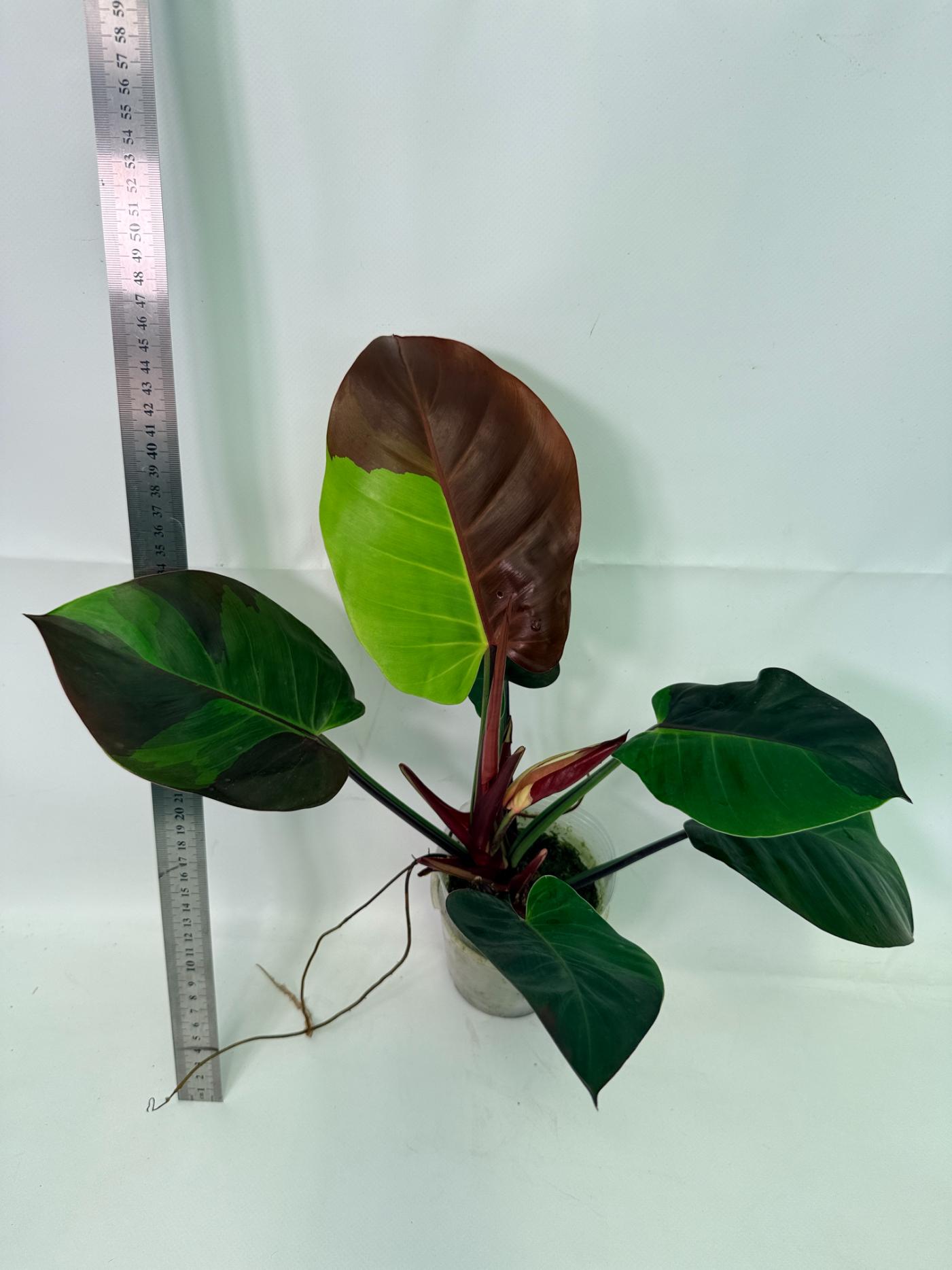 Philodendron_Yellow_Flame_Variegata_26.06.23.21_12.jpg Philodendron Yellow Flame Variegata — Specimen A - Image 1