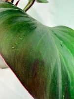Philodendron Yellow Flame Variegata — Specimen A - Image 4