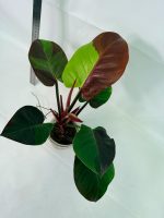 Philodendron Yellow Flame Variegata — Specimen A - Image 6