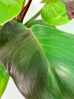 Philodendron Yellow Flame Variegata — Specimen A - Image 8