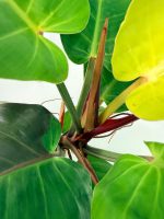 Philodendron Yellow Flame Variegata — Specimen A - Image 9