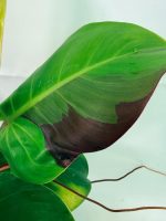 Philodendron Yellow Flame Variegata — Specimen B - Image 10