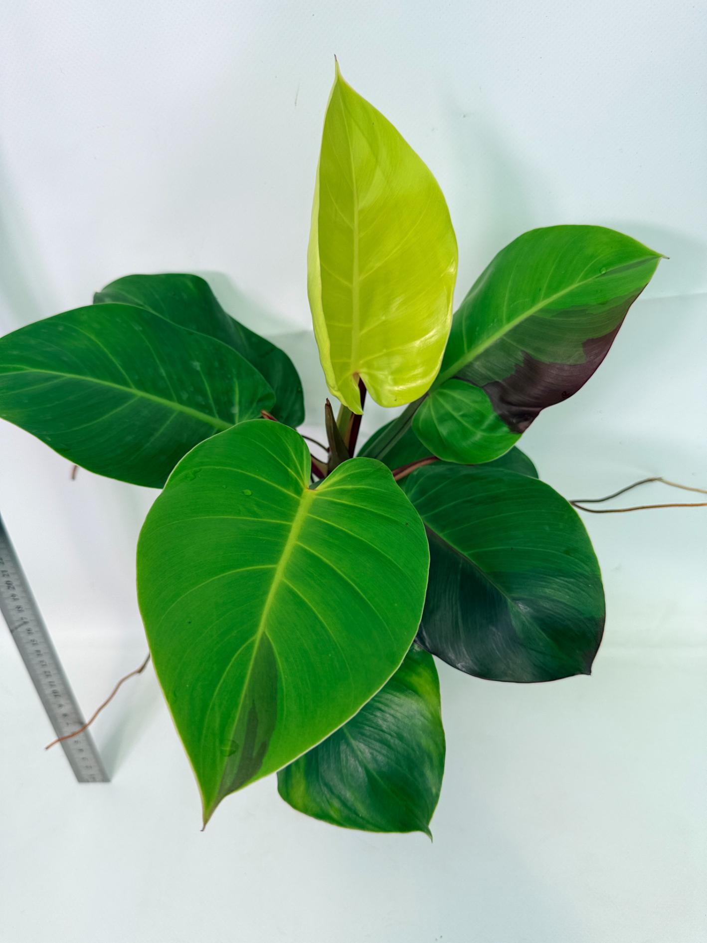 Philodendron_yellow_flame_variegata_26.06.23.22_4.jpg Philodendron Yellow Flame Variegata — Specimen B - Image 1