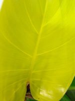 Philodendron Yellow Flame Variegata — Specimen B - Image 2